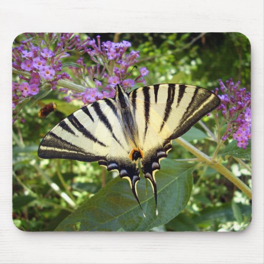 Scarce Swallowtail Butterfly Mouse Mouse Muismat (Voorkant)