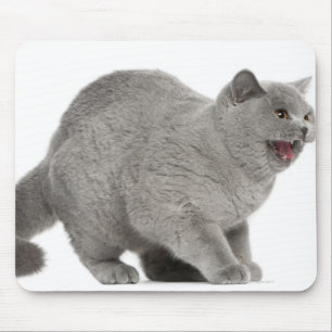 Scared British Shorthair sisser (8 maanden oud) Muismat