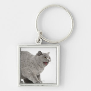 Scared British Shorthair sisser (8 maanden oud) Sleutelhanger