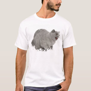Scared British Shorthair sisser (8 maanden oud) T-shirt