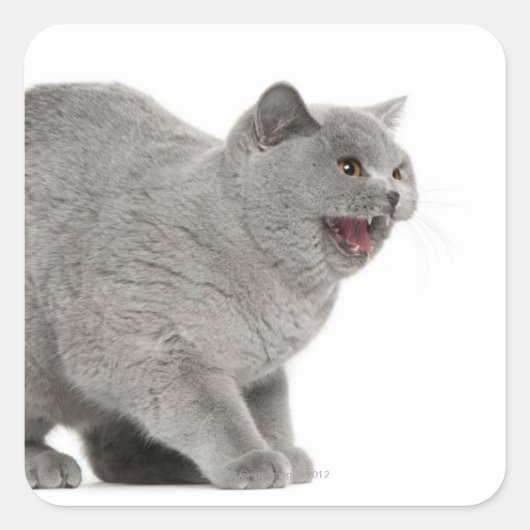 Scared British Shorthair sisser (8 maanden oud) Vierkante Sticker (Voorkant)