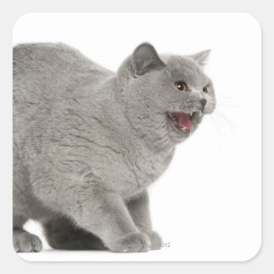 Scared British Shorthair sisser (8 maanden oud) Vierkante Sticker