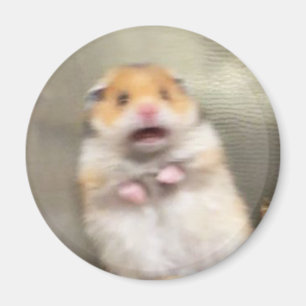 Scared Hamster Meme Magnet