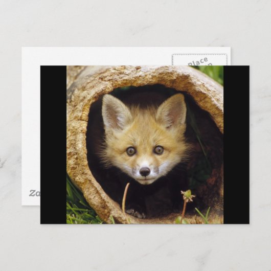 Scared Little Fox Briefkaart (Voorkant / Achterkant)