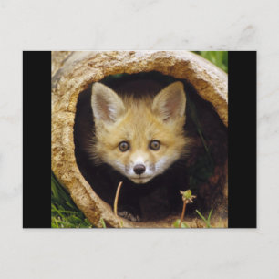 Scared Little Fox Briefkaart