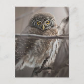 Scared look Owl Briefkaart (Voorkant)