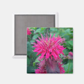 Scarlet Beebalm Magneet (Voorkant / Achterkant)