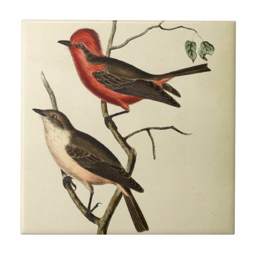 Scarlet Crowned Flycatcher Tegeltje (Voorkant)
