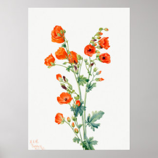 Scarlet Desert Globemallow Abriot Mallow Poster