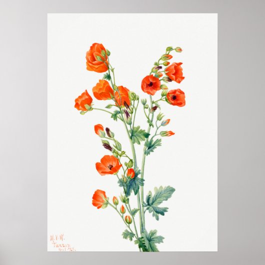 Scarlet Desert Globemallow Abriot Mallow Poster (Voorkant)