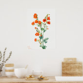 Scarlet Desert Globemallow Abriot Mallow Poster (Keuken)