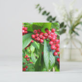 Scarlet Firethorn in Valley Gardens Park Briefkaart (Staand voorkant)