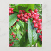 Scarlet Firethorn in Valley Gardens Park Briefkaart (Voorkant)