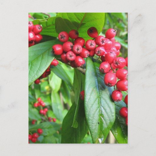 Scarlet Firethorn in Valley Gardens Park Briefkaart (Voorkant)