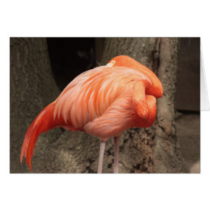 Scarlet Flamingo