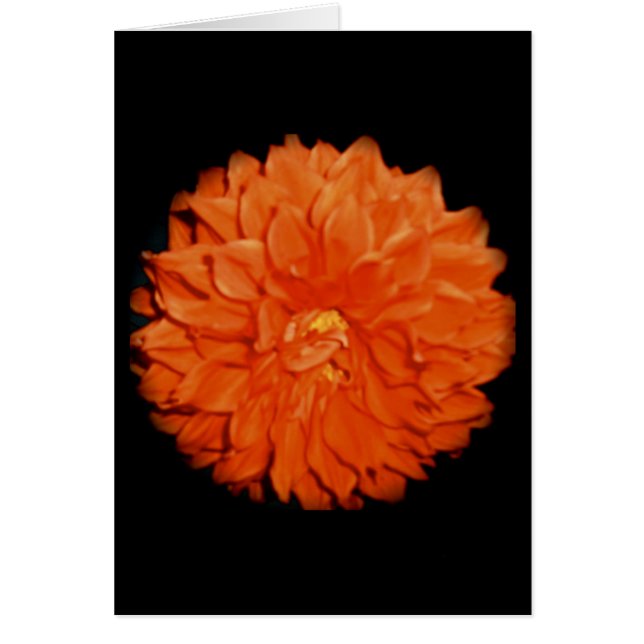 Scarlet Flora (Voorkant)