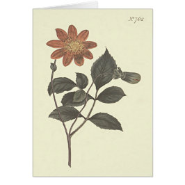 Scarlet Flowered Dahlia Botanical Illustration