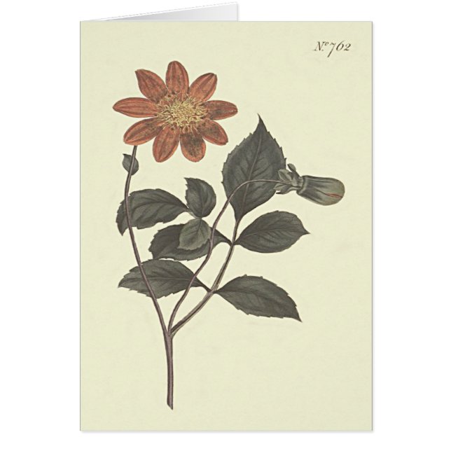 Scarlet Flowered Dahlia Botanical Illustration (Voorkant)