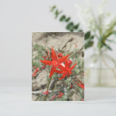 Scarlet Gilia Briefkaart (Staand voorkant)