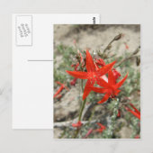 Scarlet Gilia Briefkaart (Voorkant / Achterkant)