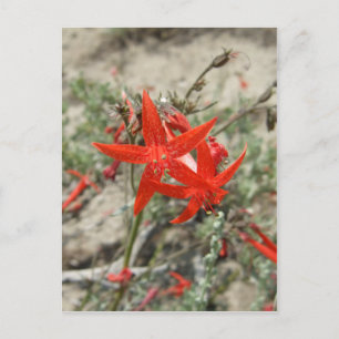 Scarlet Gilia Briefkaart