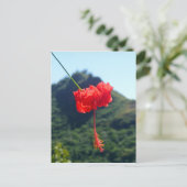 Scarlet Hibiscus, Hawaii Briefkaart (Staand voorkant)