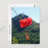 Scarlet Hibiscus, Hawaii Briefkaart (Voorkant / Achterkant)