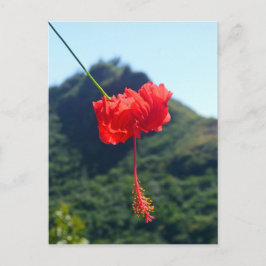 Scarlet Hibiscus, Hawaii Briefkaart