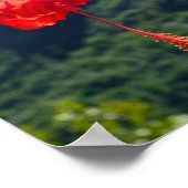 Scarlet Hibiscus in Hawaii Poster (Hoek)