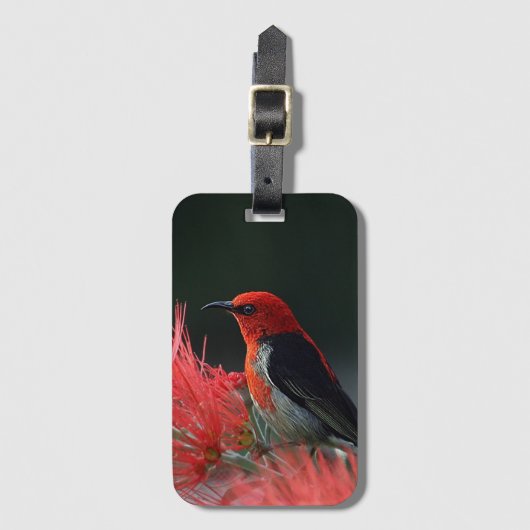 Scarlet honeyater Exotic Bird Bagagelabel (Voorkant (verticaal))