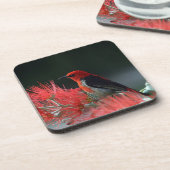 Scarlet honeyater Exotic Bird Bier Onderzetter (Linkerzijde)