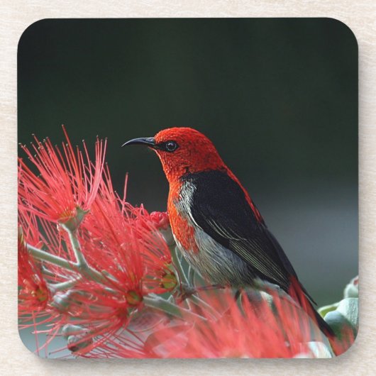 Scarlet honeyater Exotic Bird Bier Onderzetter (Voorkant)