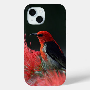 Scarlet honeyater Exotic Bird iPhone 15 Case