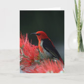 Scarlet honeyater Exotic Bird Kaart (Voorkant)