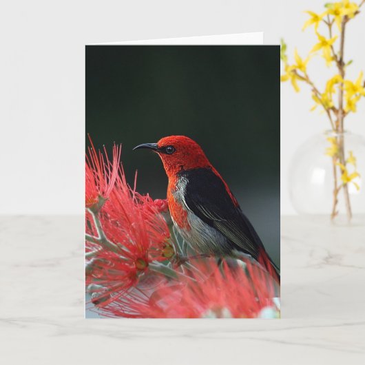 Scarlet honeyater Exotic Bird Kaart (Gele Bloem)