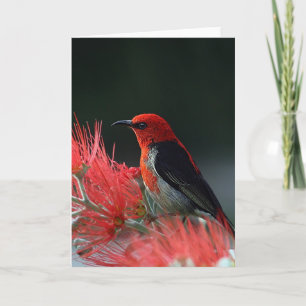 Scarlet honeyater Exotic Bird Kaart