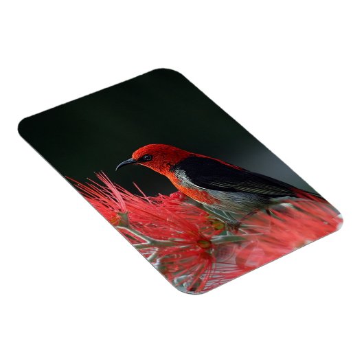 Scarlet honeyater Exotic Bird Magneet (Rechterzijde)