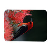 Scarlet honeyater Exotic Bird Magneet (Horizontaal)