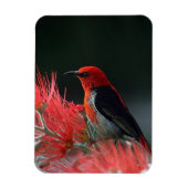 Scarlet honeyater Exotic Bird Magneet (Verticaal)