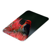 Scarlet honeyater Exotic Bird Magneet (Linkerzijde)