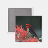 Scarlet honeyater Exotic Bird Magneet (Voorkant / Achterkant)