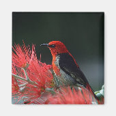 Scarlet honeyater Exotic Bird Magneet (Voorkant)