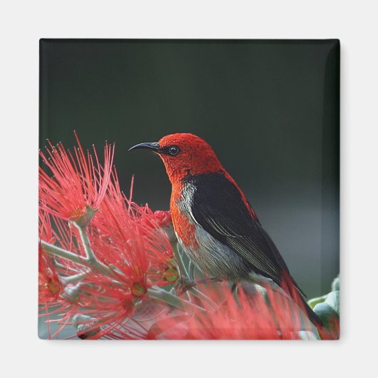 Scarlet honeyater Exotic Bird Magneet (Voorkant)