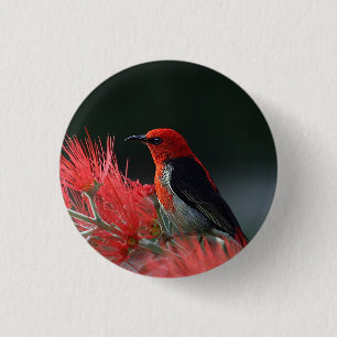 Scarlet honeyater Exotic Bird Ronde Button 3,2 Cm