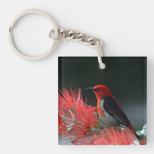 Scarlet honeyater Exotic Bird Sleutelhanger (Voorkant)