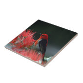 Scarlet honeyater Exotic Bird Tegeltje (Zijkant)