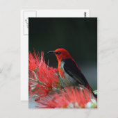 Scarlet honingraat briefkaart (Voorkant / Achterkant)