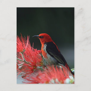 Scarlet honingraat briefkaart