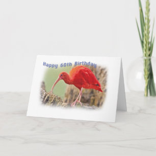 Scarlet Ibis Bird 60th Birthday Card Kaart