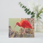 Scarlet Ibis Bird Briefkaart (Staand voorkant)